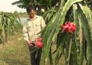 Hội nông dân huyện Hoằng Hóa với phong trào nông dân thi đua sản xuất kinh doanh giỏi giai đoạn 2015 – 2017.