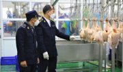 Sử dụng chất cấm trong chăn nuôi  và các mức xử phạt