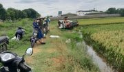 Thu hoạch lúa vụ mùa 2024